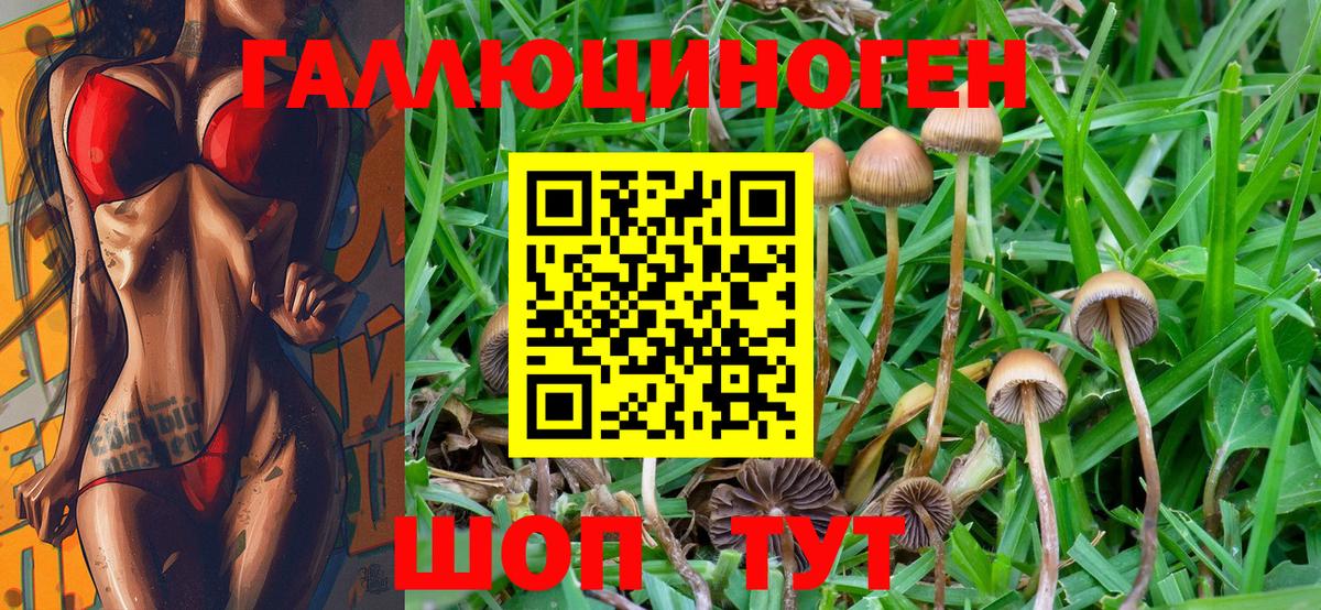 где найти   Псилоцибиновые грибы мухоморы  Псилоцибиновые грибы Psilocybe  Вход с VPN  Волгоград 